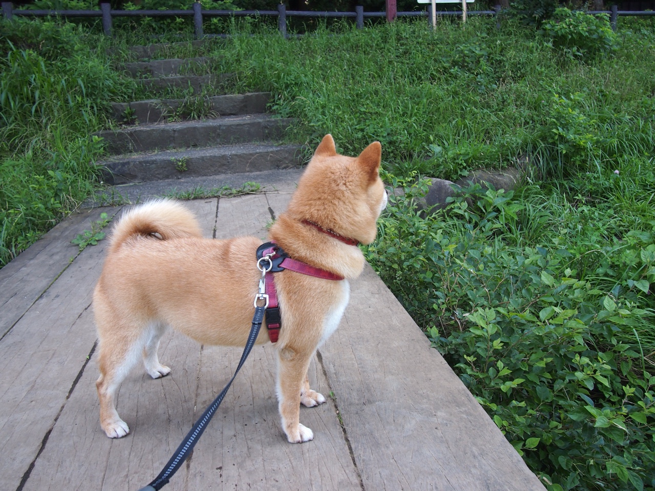 博卡青年中场拦截积极，遏制推进，博卡青年主场叫什么