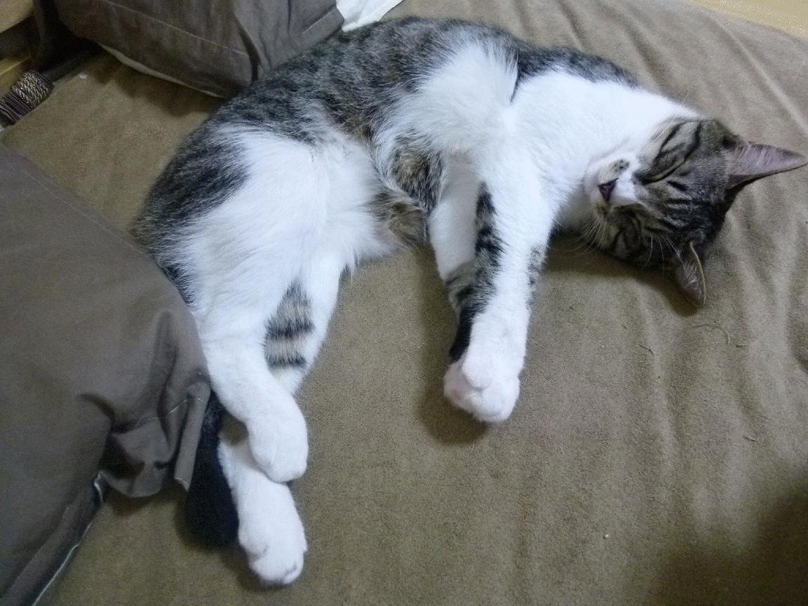 大个子球员持球突破的趋势正在增强，大个子怎么打球