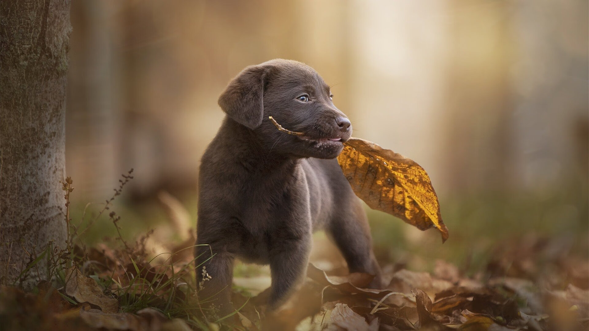 世界杯精彩集锦：动人心弦的经典瞬间，世界杯精彩片段