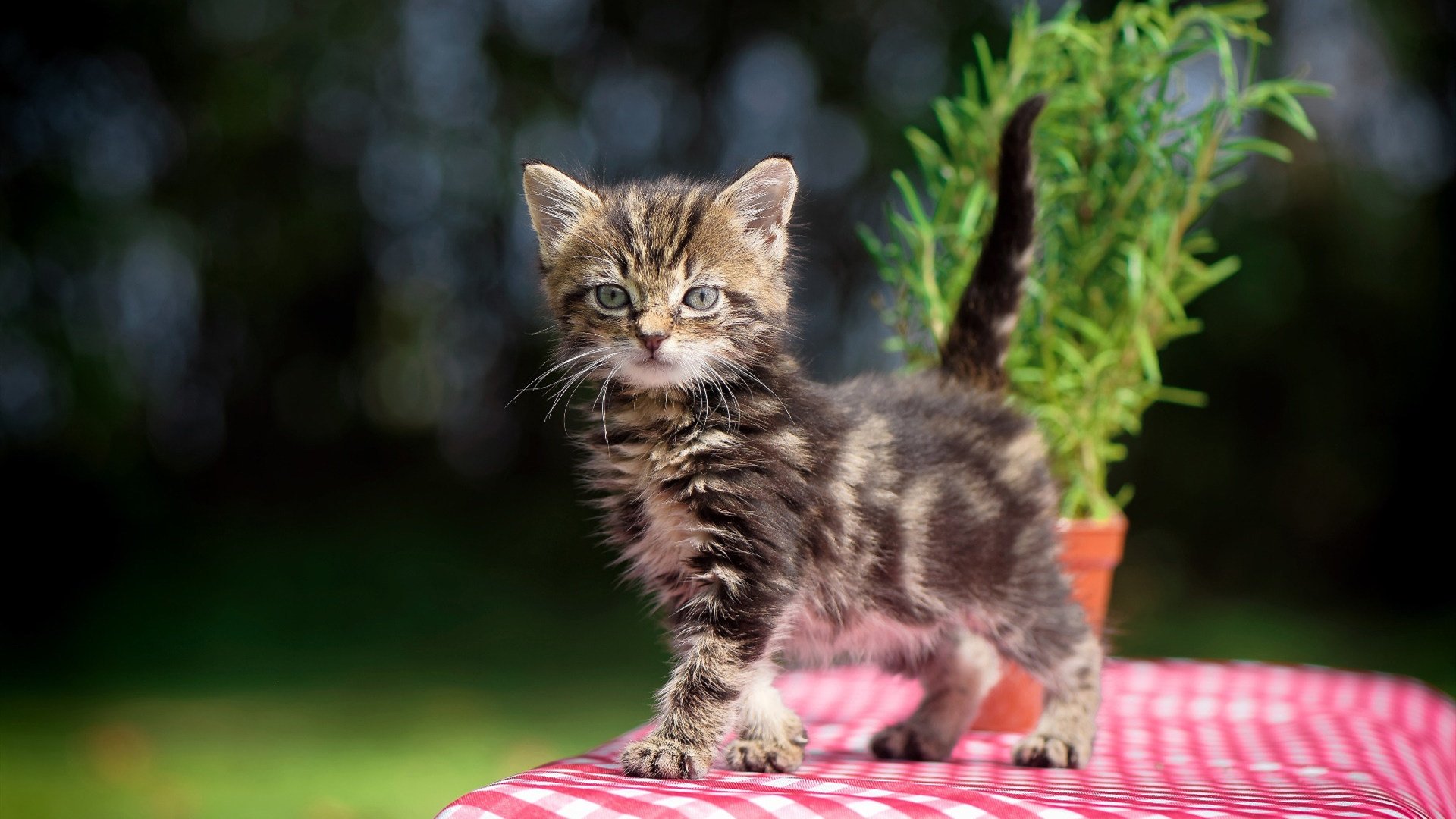 多所高校成立足球专项班结合文化与技战术训练，足球专项是什么