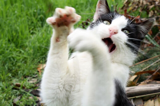 库里赛后亲吻地板告别主场,库里亲穿球鞋