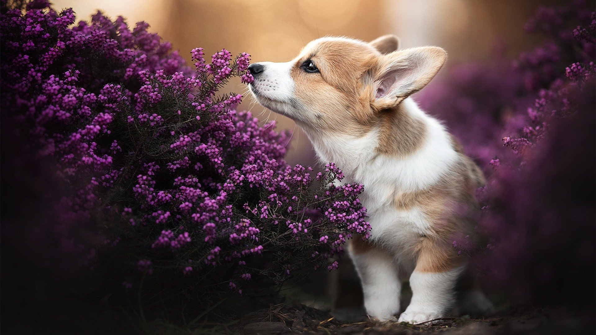 新闻中心公告全国运动医疗服务能力评价试点城市名单，全国运动技能等级测试专家评审委员会