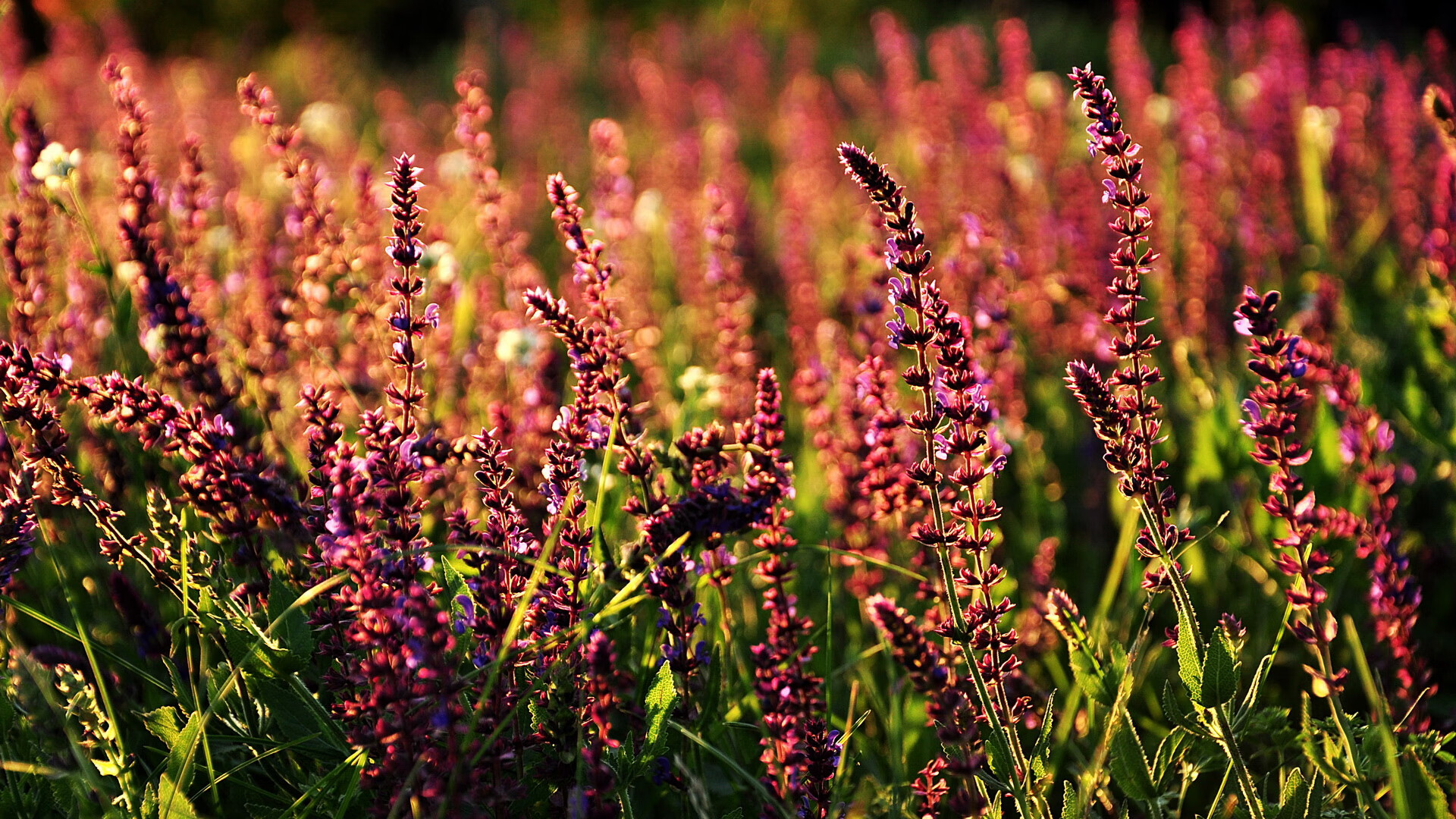 林丹参加奥运推广活动引围观，林丹参加2021年奥运会