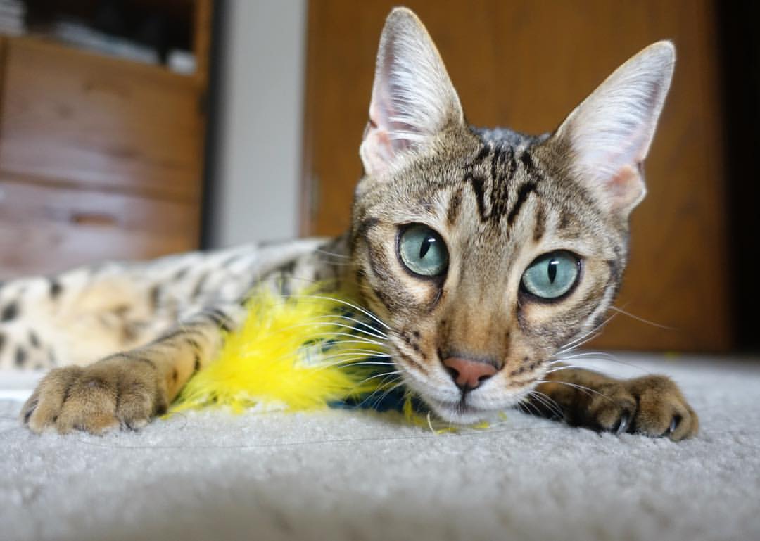 法甲星光璀璨：新星登场引领锋线未来，法甲新赛季宣传片