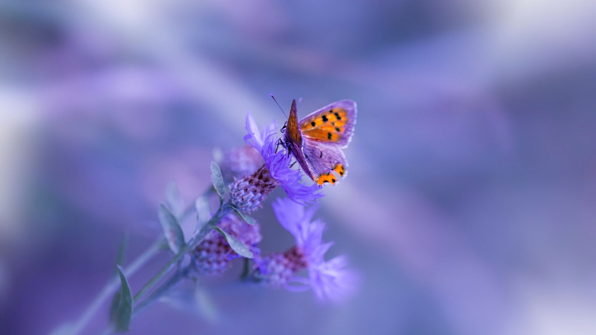 特斯·冯·迪克：南非队的进攻核心，巧妙的脚步令对方防线头痛