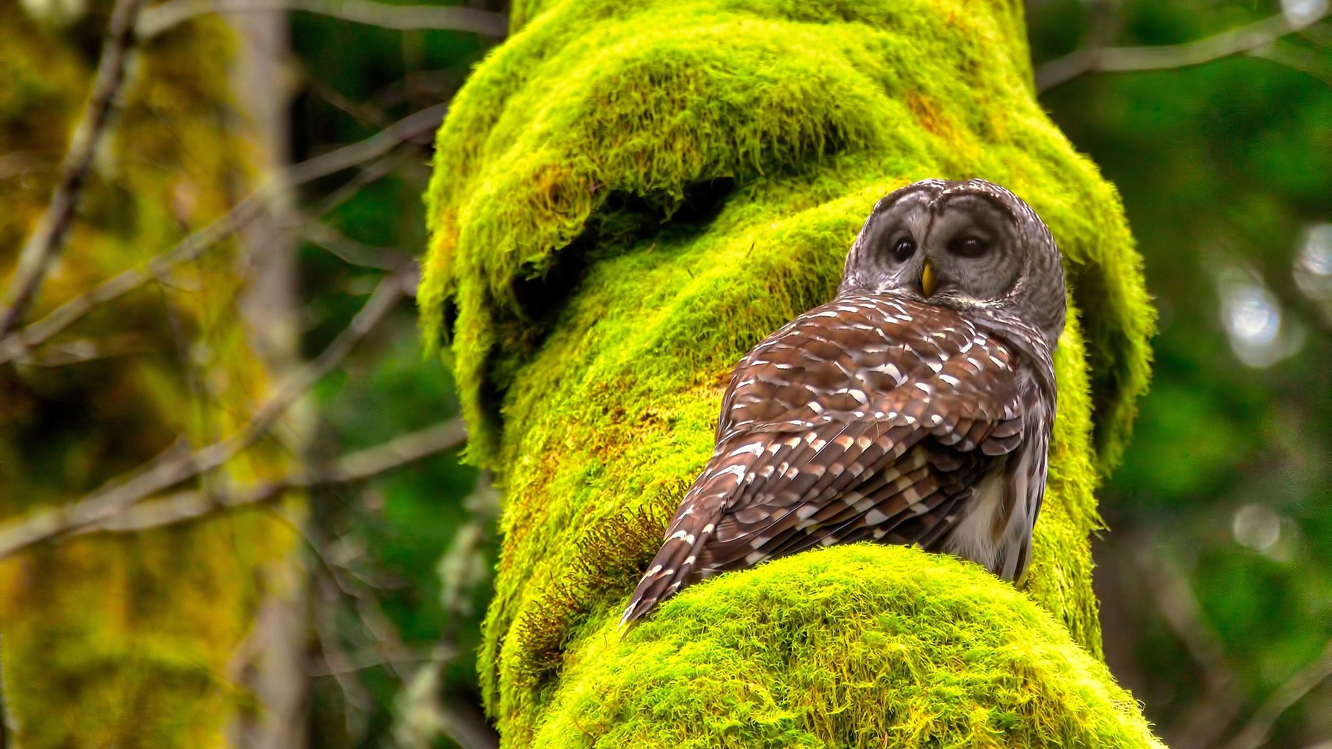 赫尔辛基男篮在国际比赛中表现出色，迈向世界舞台，赫尔辛基对hifk足球