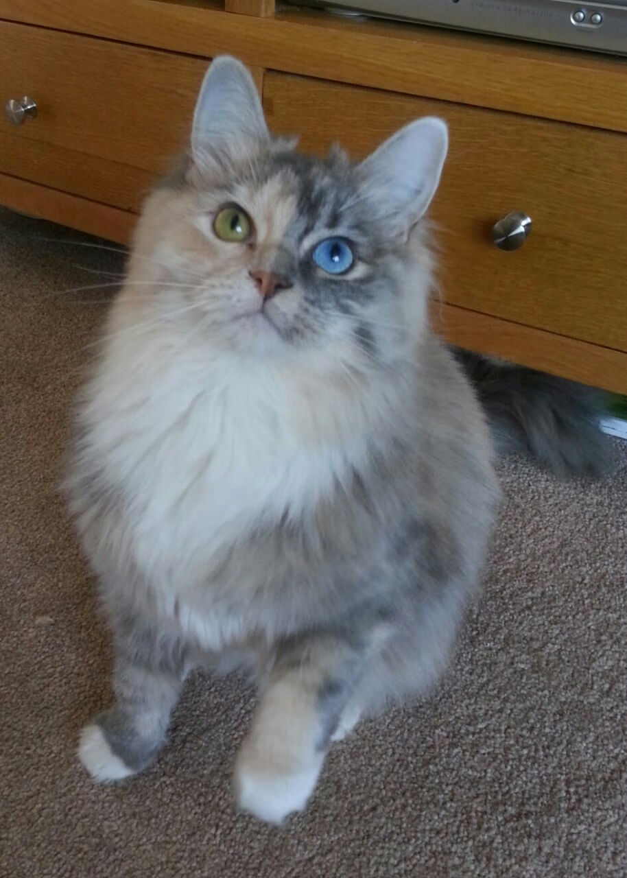 爱游戏官网-高尔的持球突破性进攻带动袋鼠队进攻节奏，高尔球怎么打视频